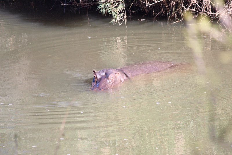 Hippo watching us very closely