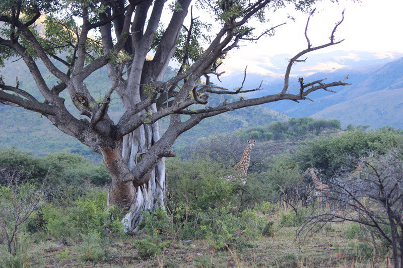 Amarula tree being strangled by a parasitic fig, as giraffes observe dispassionately 