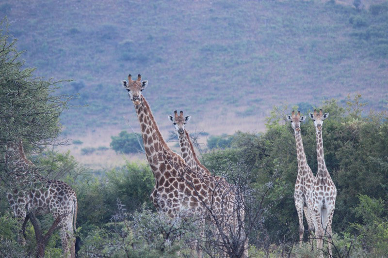A tower of giraffes