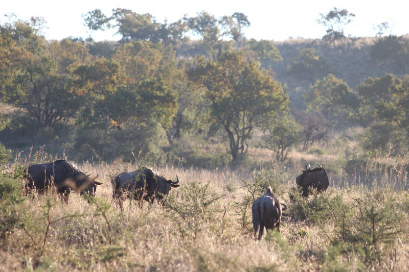 Herd of wildebeest 