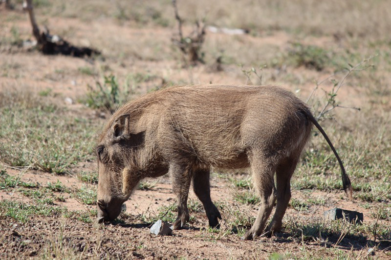 Pumbaa the wart hog