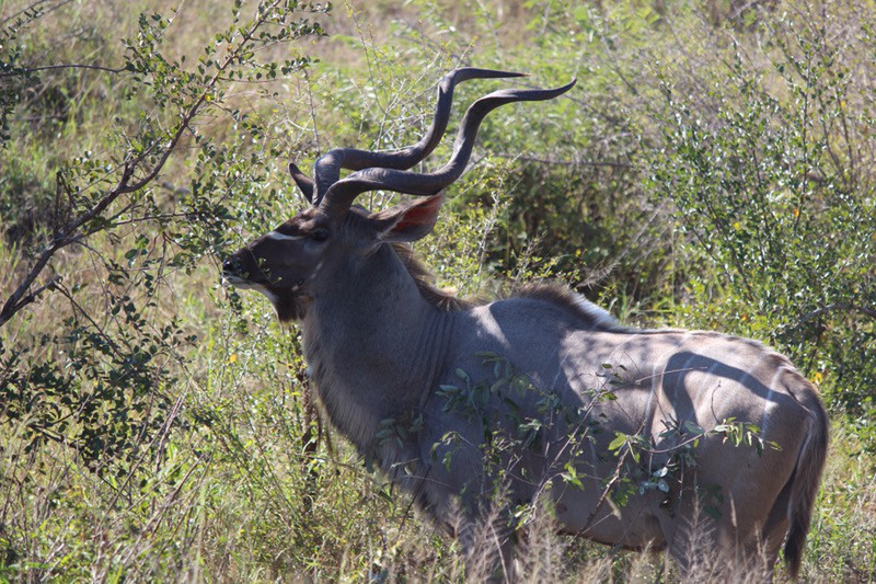 A solitary Kudu