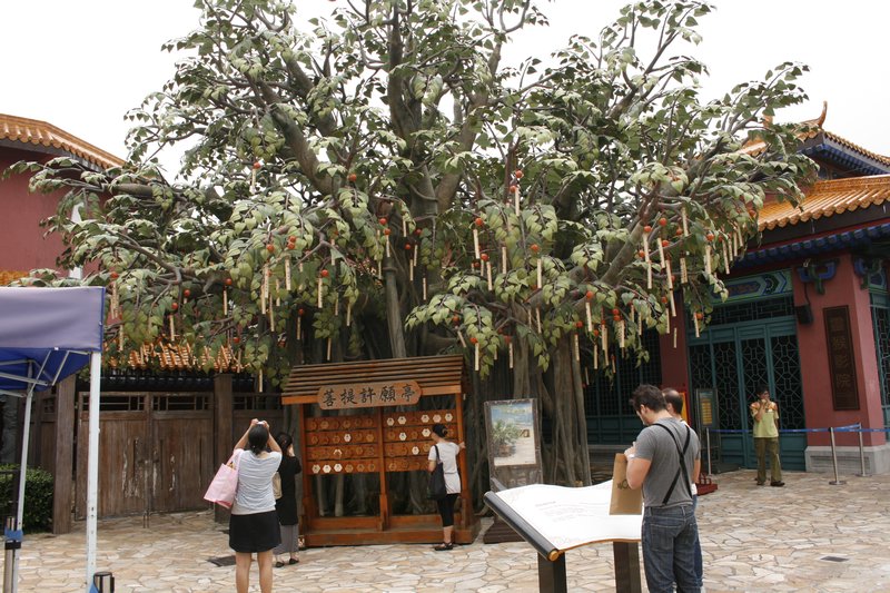 Bo Tree, tree of awakenings where its said Siddartha became Buddha