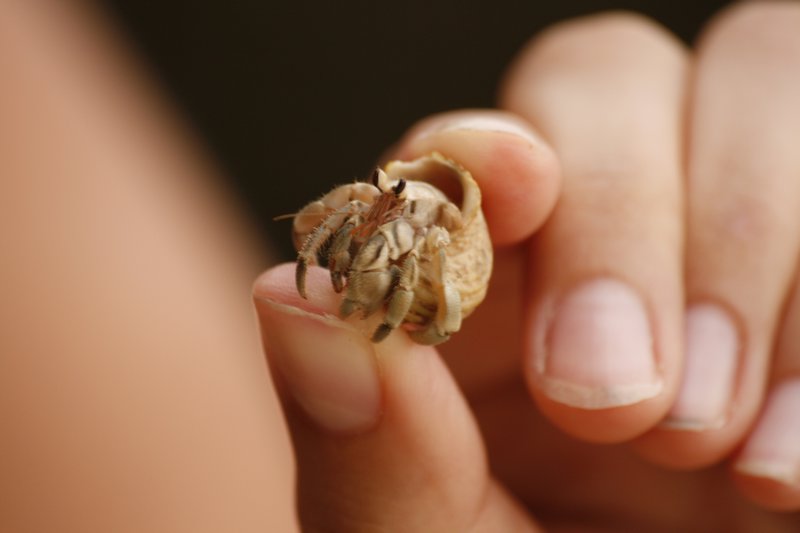 Hermit crab coming out of his shell 