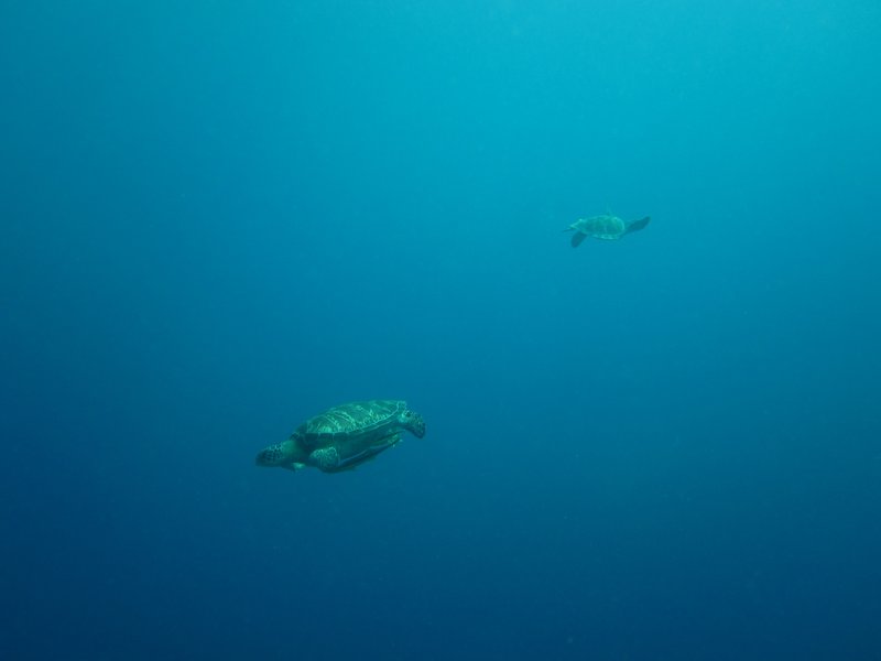 ..more green turtles, Marine Reserve, Balicasag Island