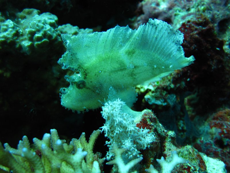 Leaf scorpionfish, Marine Reserve, Balicasag Island