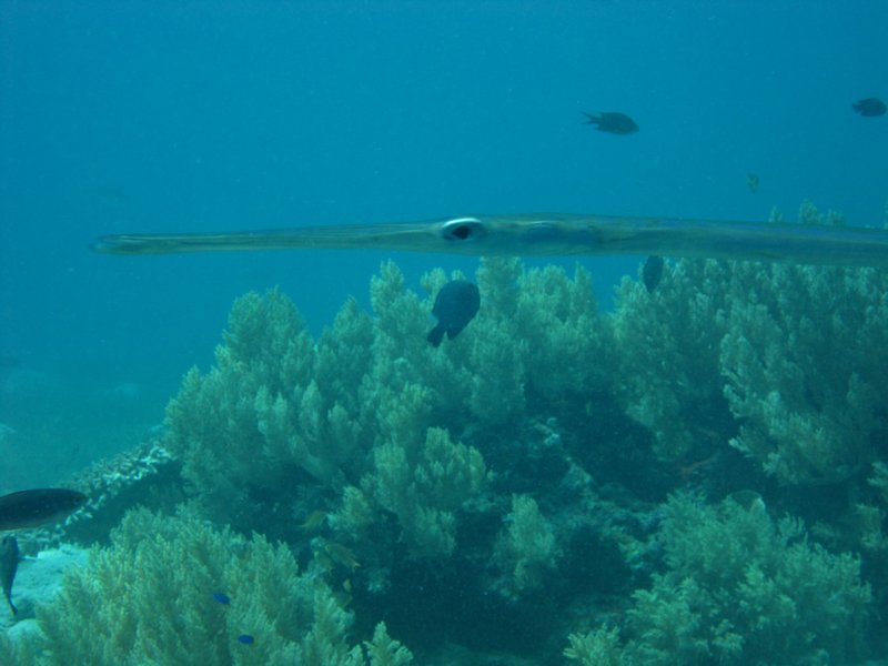 Through the eye of a trumpet fish, Marine Reserve, Balicasag Island