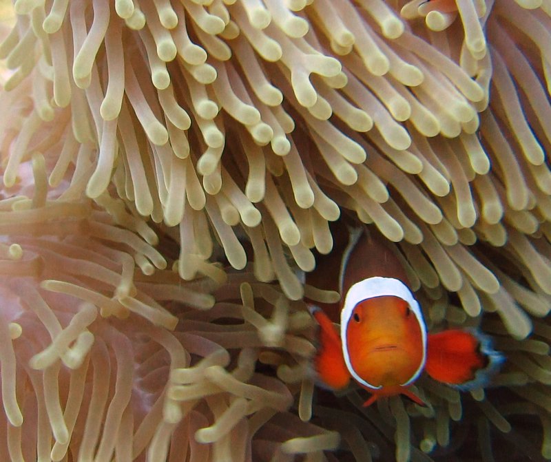 Western clown anemonefish, Black Forest, Balicasag Island