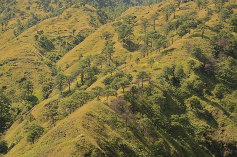 To our surprise...pines! They cover the hillsides surrounding Kabayan