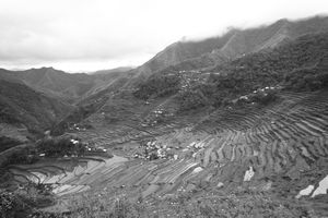 In Batad the Ifugao grow three types of rice (red, black and white)