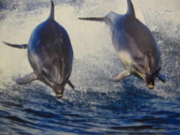 Dolphins charging towards the boat !