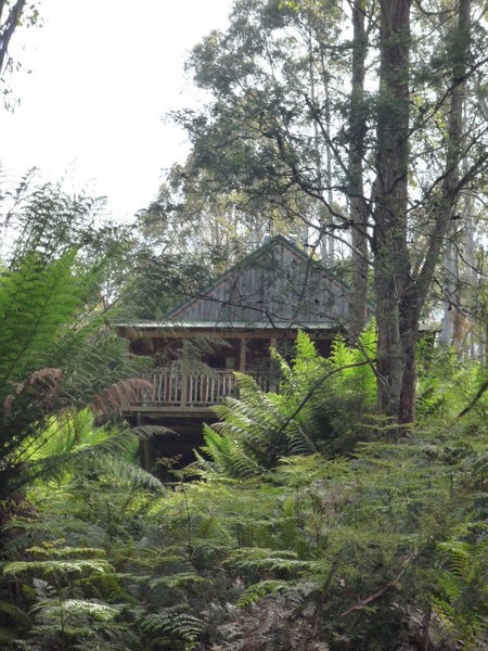 Our tree top cabin