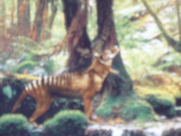 Tasmanian Tiger !