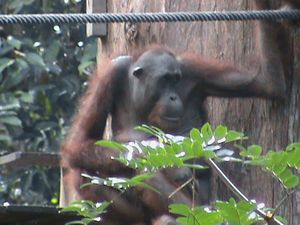 Orang-Utan 