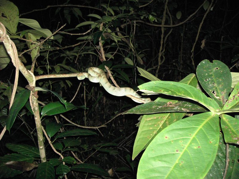 Viper snake on a night jungle trek