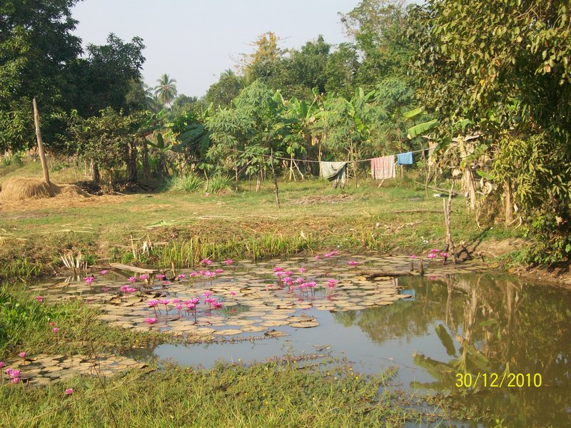 Pond in a village