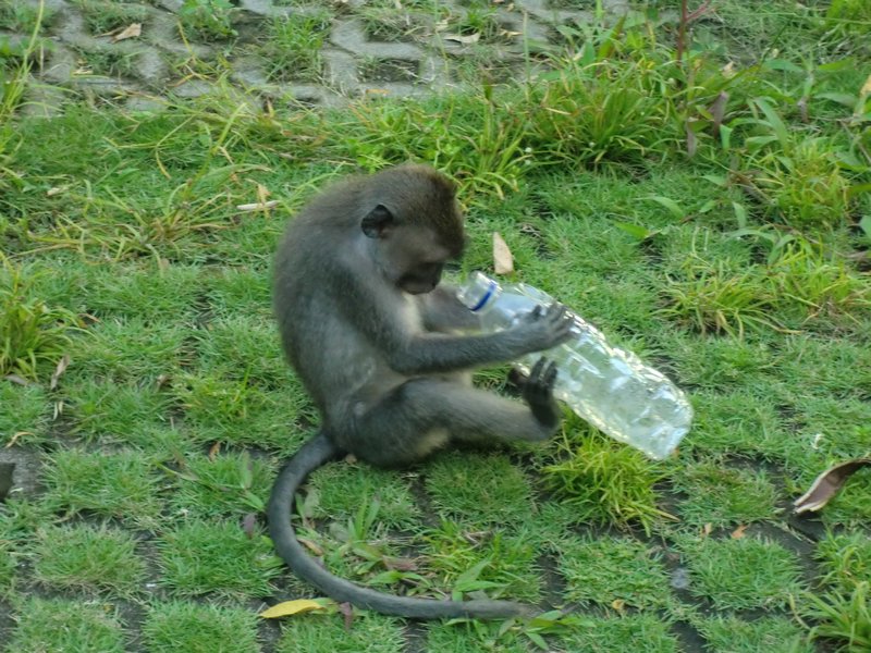 Monkey business!! 