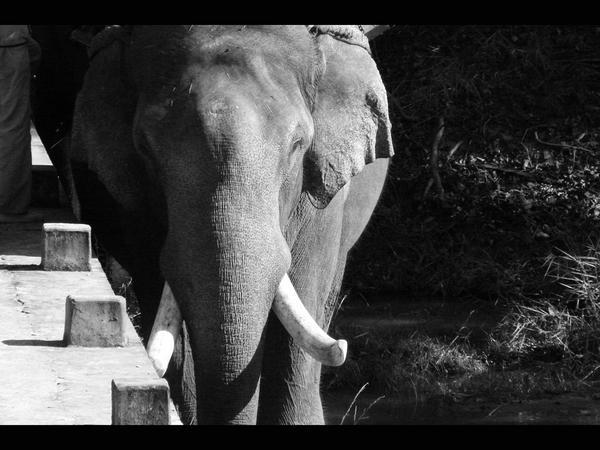 Loading Dock for Elephant Ride