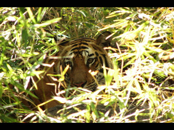 Tiger Lurking in Bamboo