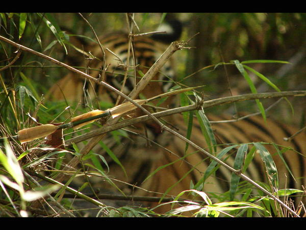 Tiger taking a Rest