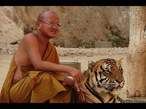 The Monk And Tiger