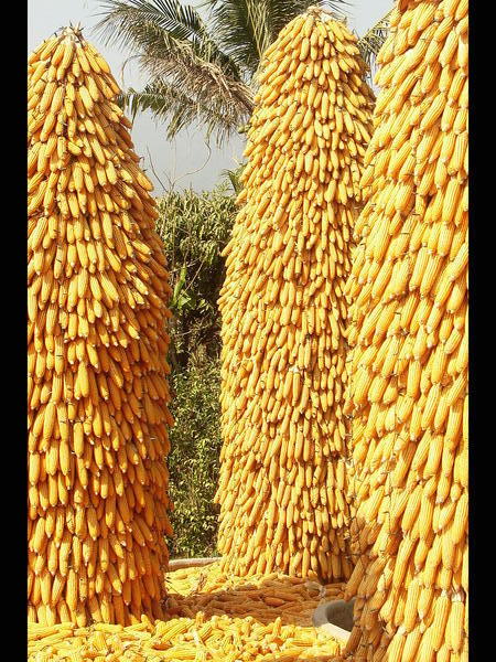 Corn Trees