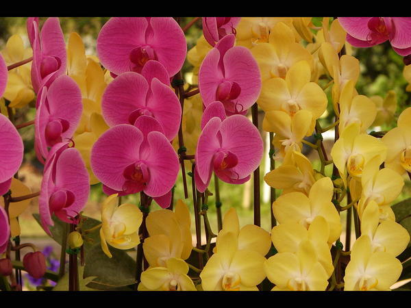 Pink and Yellow Orchids