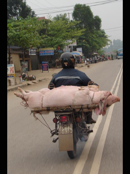 Transporting Pigs