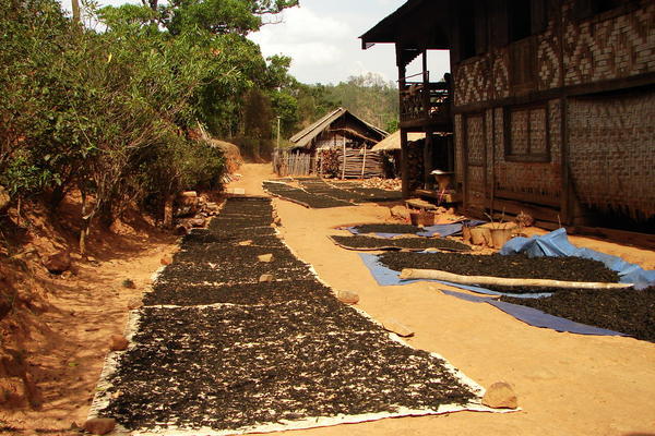 Tea Out Drying In The Sun
