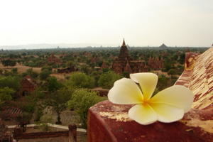 Pagoda Views