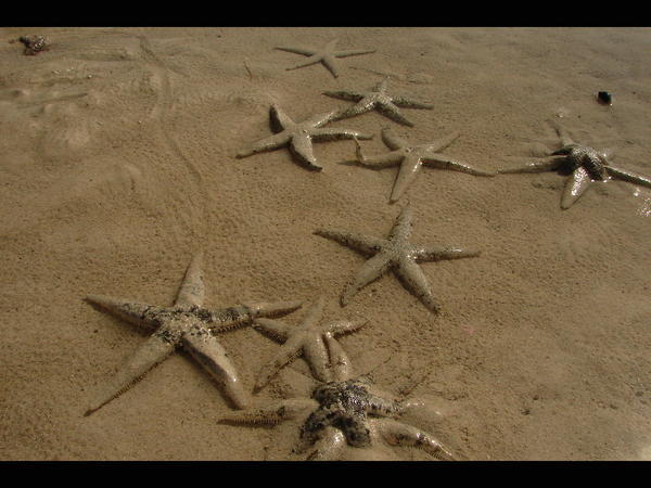 Starfish At Low Tide
