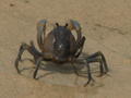 Crab On The Beach In Siquijor