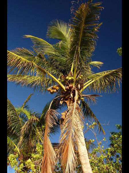 Coconut Skies