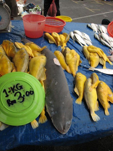 Finless Shark with Yellow Fish