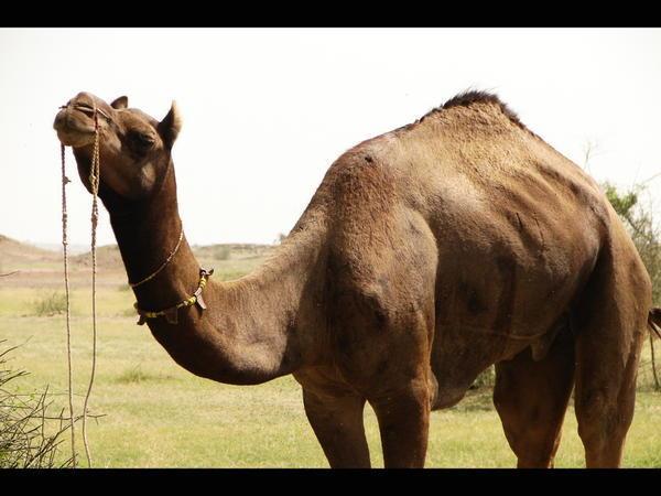 One Of Our Camels