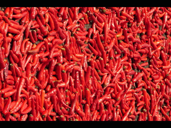 Red Chillis Drying in the Sun