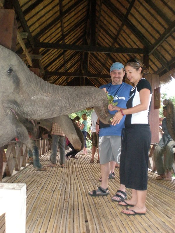 Feeding our Elephant