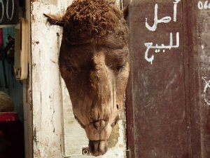 Camels head outside the butcher shop