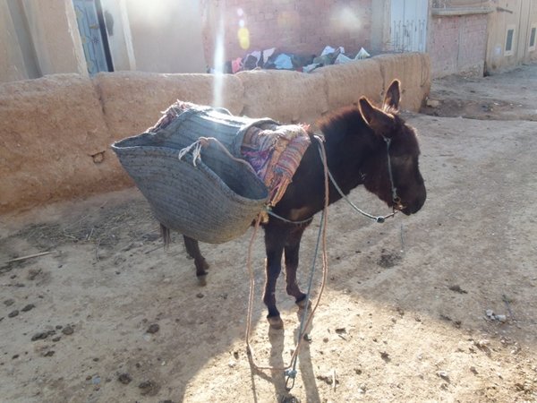 Donkey in a Berber village