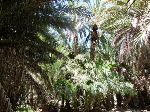 Palm Grove in Ziz Oasis