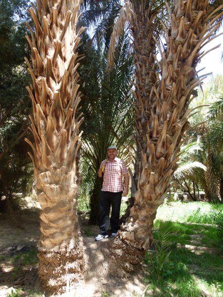Scott in the Palm Grove - Ziz Oasis