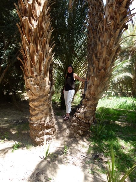 Shelly in the Palm Grove Ziz Oasis