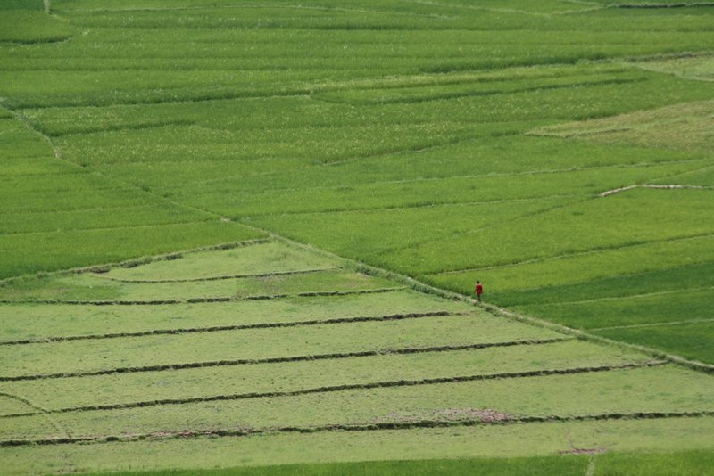 Spiderwed Rice Fields