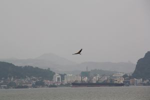 Eagles over the Bay
