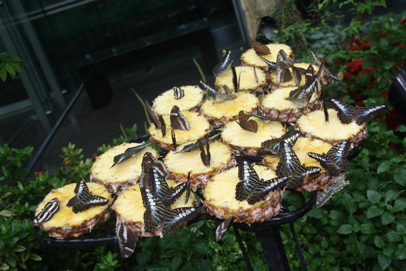 Butterflies eating pineapple