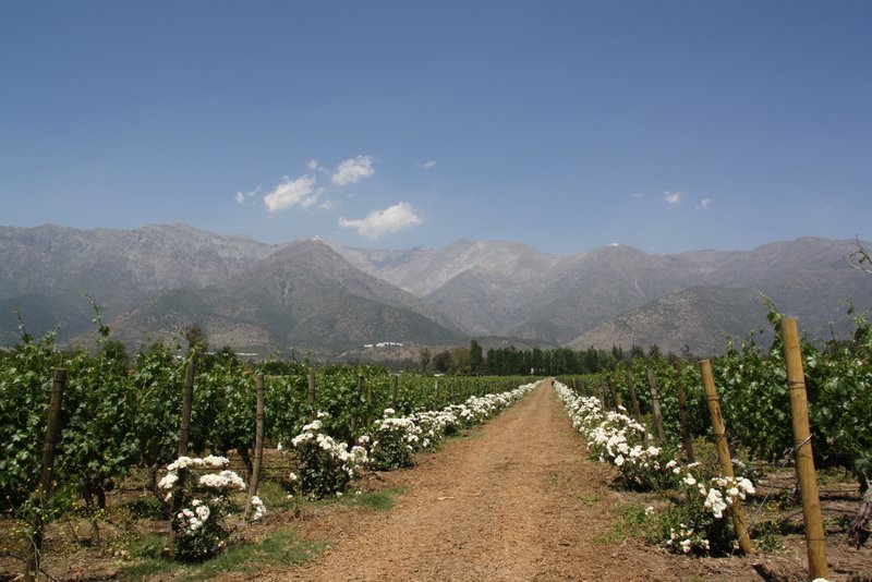 Vineyard at foot of the Andes
