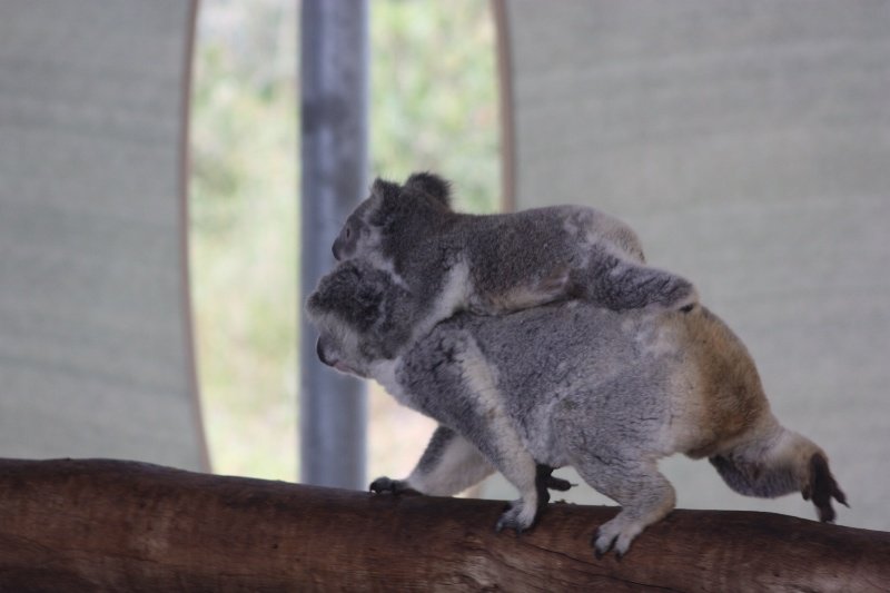 Koalas at Kuhuna Koaka Park