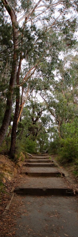 Walking trail at  Evans Lookout