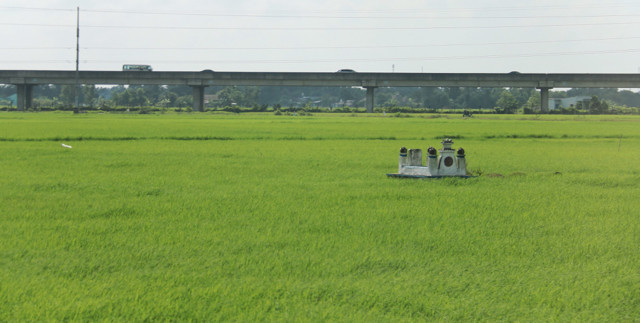 Shrines in rice paddy