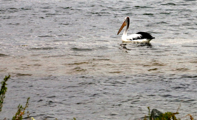 Pelican at Harrington Foreshore